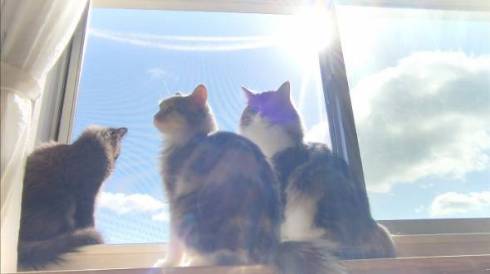 猫 毛づくろい やりすぎた