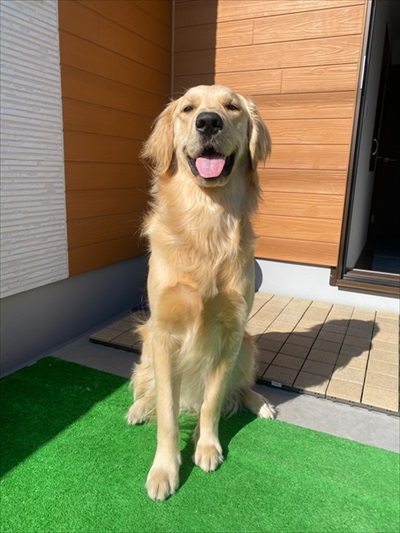 飼い主さんをなめたいワンちゃん