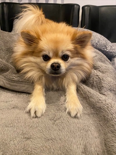 飼い主さんをなめたいワンちゃん