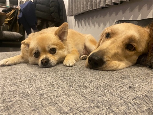 飼い主さんをなめたいワンちゃん