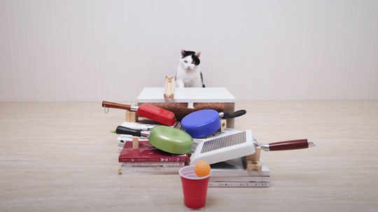 猫 ピンポン玉 トリックショット 動画 ねこナビ ねこナビ