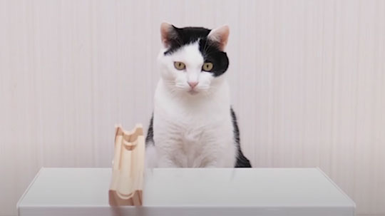 猫 ピンポン玉 トリックショット 動画 ねこナビ ねこナビ