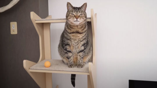 猫 ピンポン玉 トリックショット 動画 ねこナビ ねこナビ