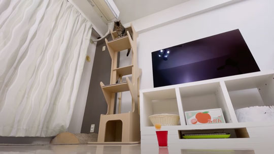 猫 ピンポン玉 トリックショット 動画 ねこナビ ねこナビ