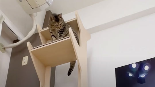 猫 ピンポン玉 トリックショット 動画 ねこナビ ねこナビ