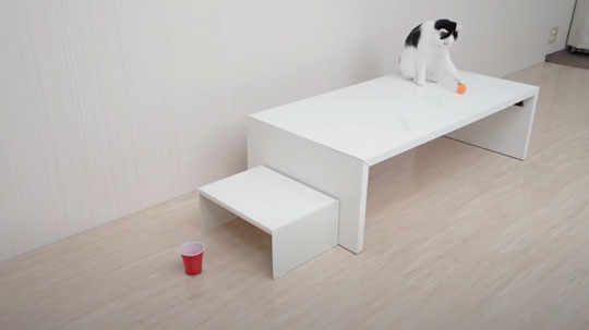 猫 ピンポン玉 トリックショット 動画 ねこナビ ねこナビ