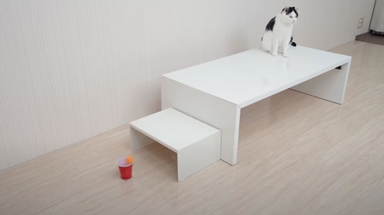 猫 ピンポン玉 トリックショット 動画 ねこナビ ねこナビ