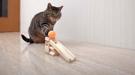 猫 ピンポン玉 トリックショット 動画 ねこナビ ねこナビ