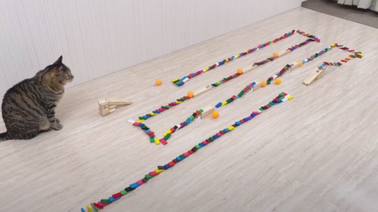 猫 ピンポン玉 トリックショット 動画 ねこナビ ねこナビ