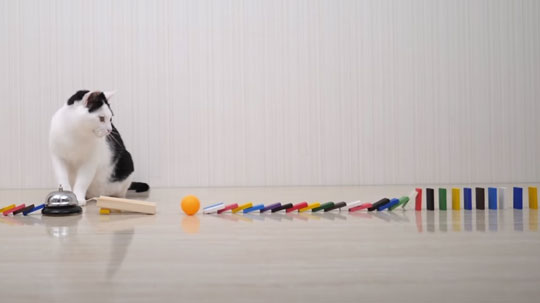 猫 ピンポン玉 トリックショット 動画 ねこナビ ねこナビ