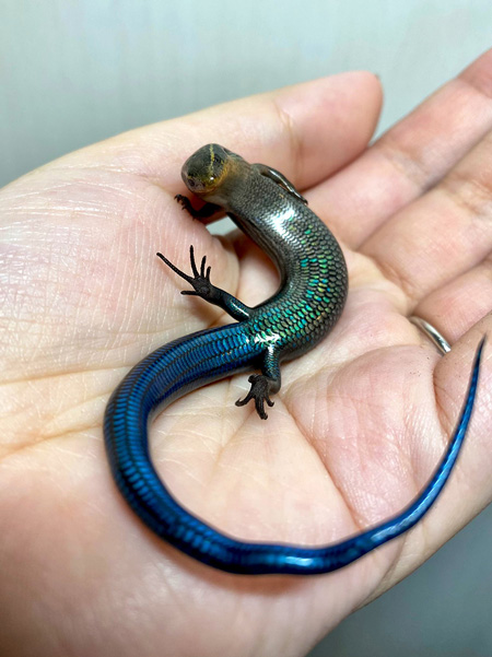 全てをゆだねるトカゲ