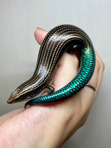 緑色のしっぽのグランカナリアカラカネトカゲ