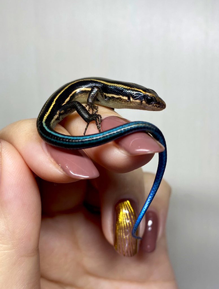 ニホントカゲの幼体