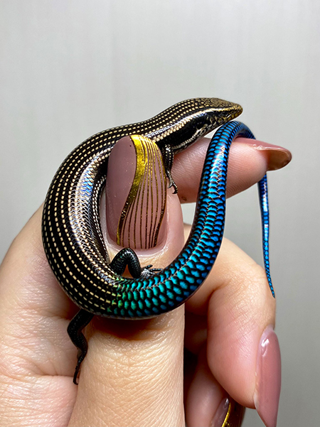 青色のしっぽのグランカナリアカラカネトカゲ