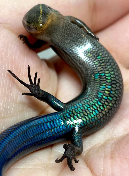 全てをゆだねるトカゲアップ