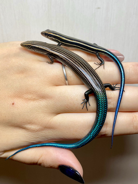 グランカナリアカラカネトカゲとニホントカゲ