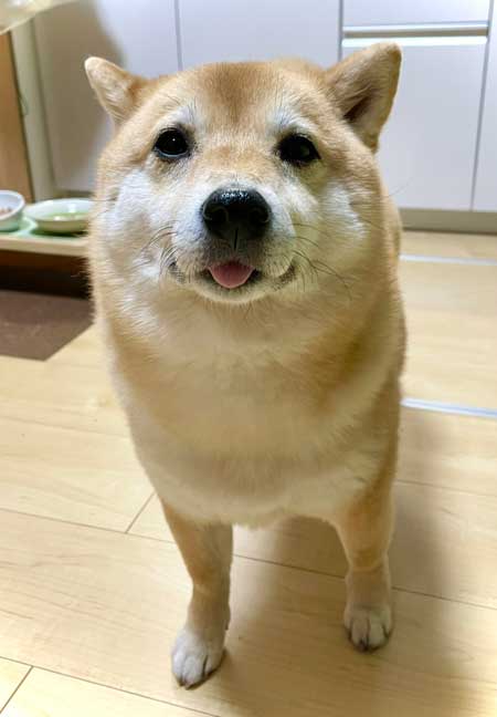 柴犬 謎だけど 素敵 賛辞 芦雪 犬 かわいい