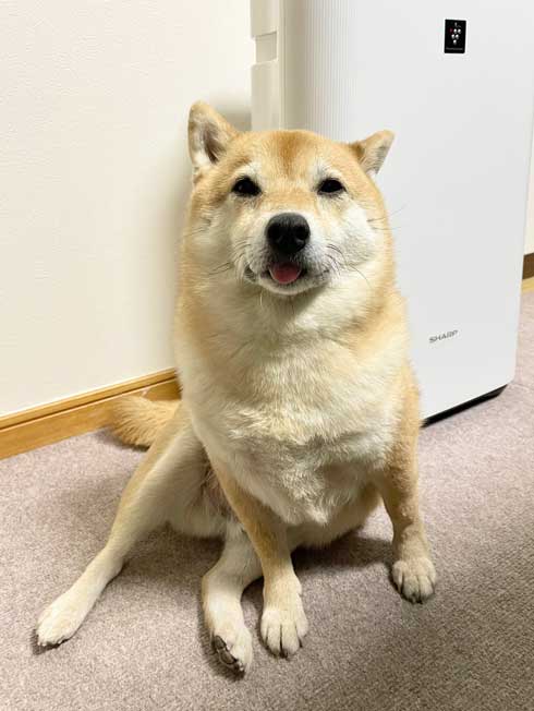 柴犬 謎だけど 素敵 賛辞 芦雪 犬 かわいい