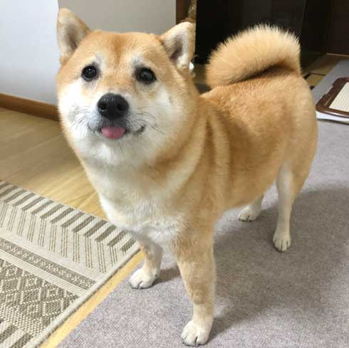 柴犬 謎だけど 素敵 賛辞 芦雪 犬 かわいい