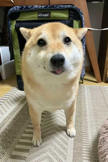 柴犬 謎だけど 素敵 賛辞 芦雪 犬 かわいい