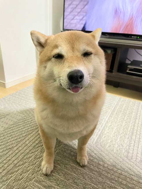 柴犬 謎だけど 素敵 賛辞 芦雪 犬 かわいい