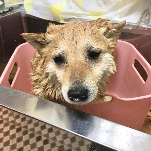 柴犬 謎だけど 素敵 賛辞 芦雪 犬 かわいい