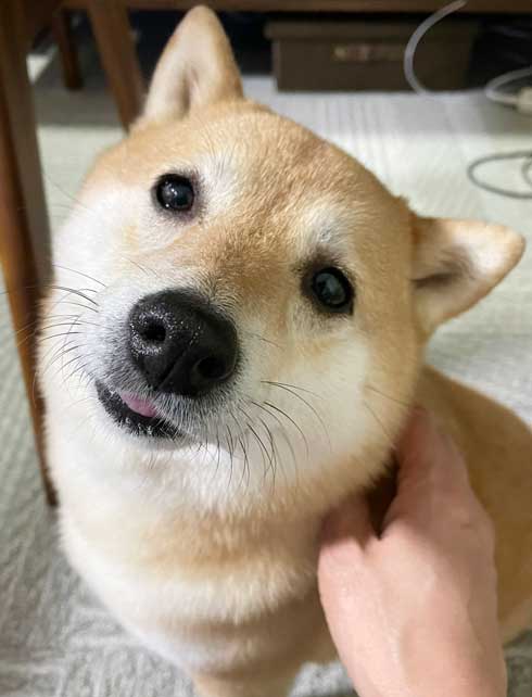 柴犬 謎だけど 素敵 賛辞 芦雪 犬 かわいい