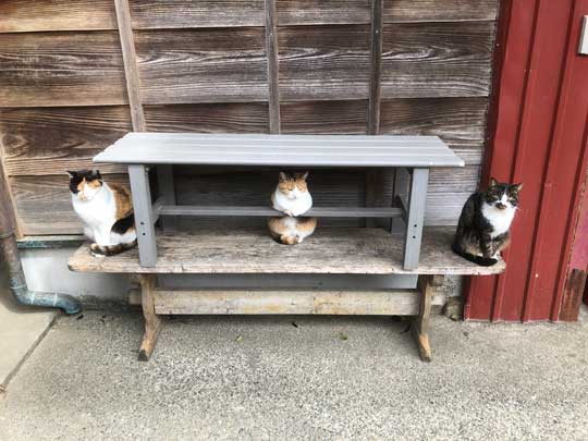 猫 バー 前足 バーテンダー 須藤牧場