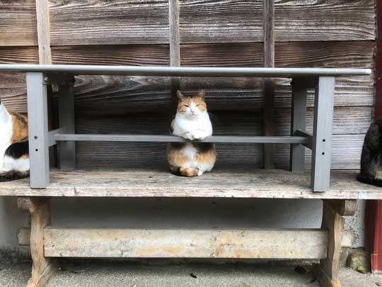 猫 バー 前足 バーテンダー 須藤牧場