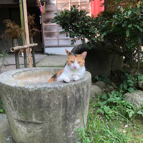 猫 バー 前足 バーテンダー 須藤牧場