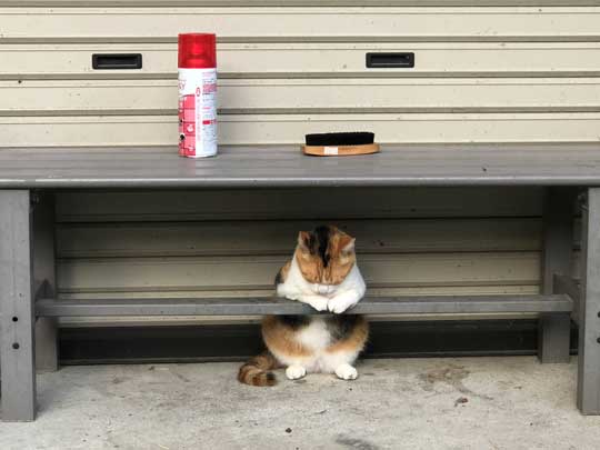 猫 バー 前足 バーテンダー 須藤牧場