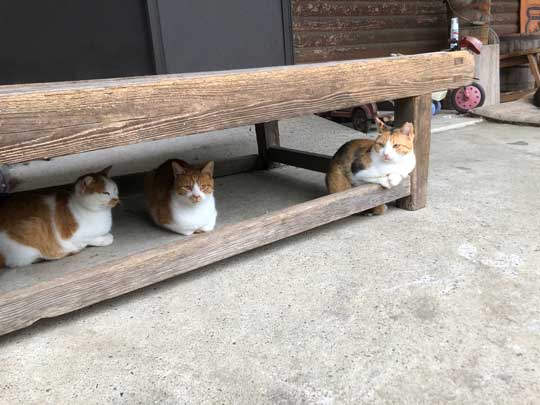 猫 バー 前足 バーテンダー 須藤牧場