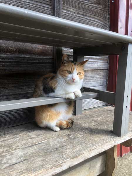 猫 バー 前足 バーテンダー 須藤牧場