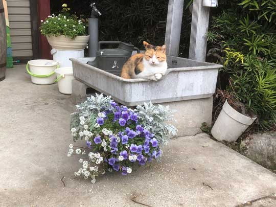 猫 バー 前足 バーテンダー 須藤牧場