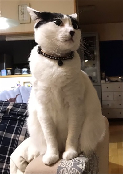 猫の愛に飢えていた