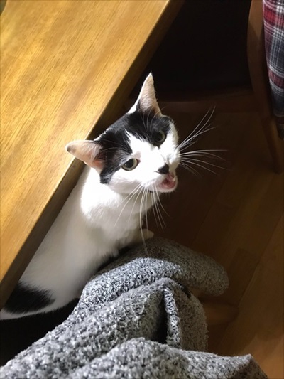 猫の愛に飢えていた