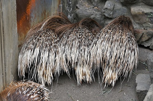 ヤマアラシのジレンマ