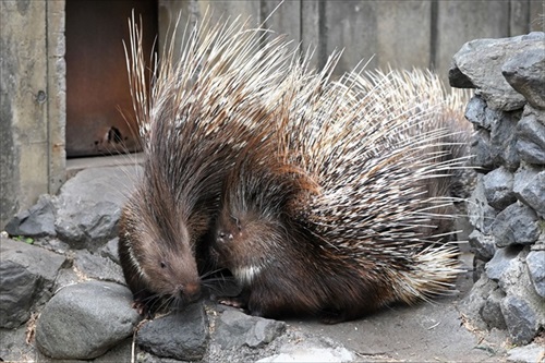 ヤマアラシのジレンマ