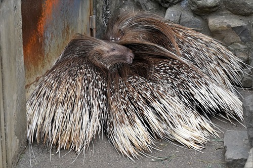 ヤマアラシのジレンマ