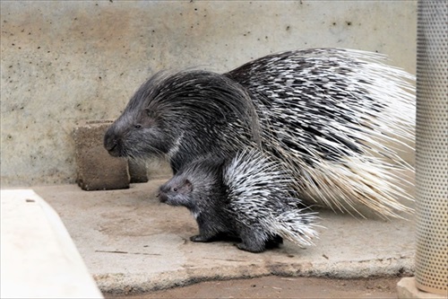 ヤマアラシのジレンマ