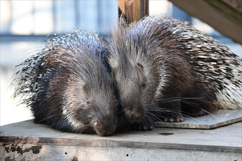 ヤマアラシのジレンマ