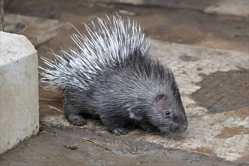 ヤマアラシのジレンマ