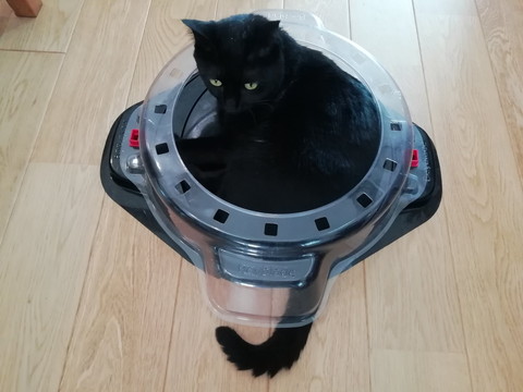 ベイブレードスタジアムにいるグミちゃん