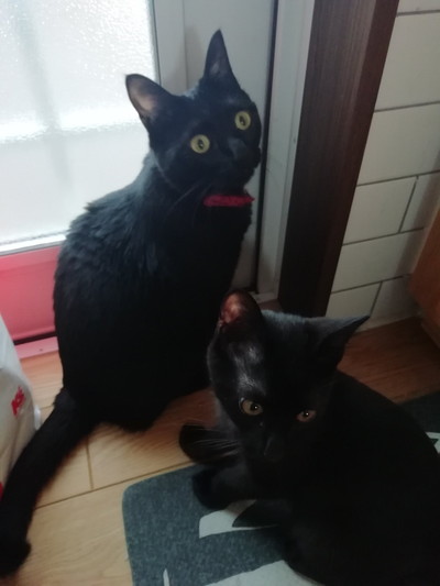 グミちゃんとナッツくん