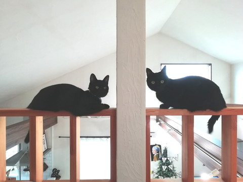 グミちゃんとナッツくん