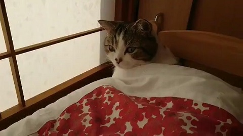 布団猫