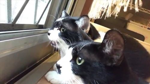 猫