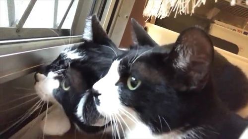 猫