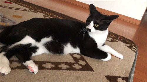 猫