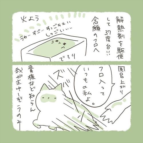 猫